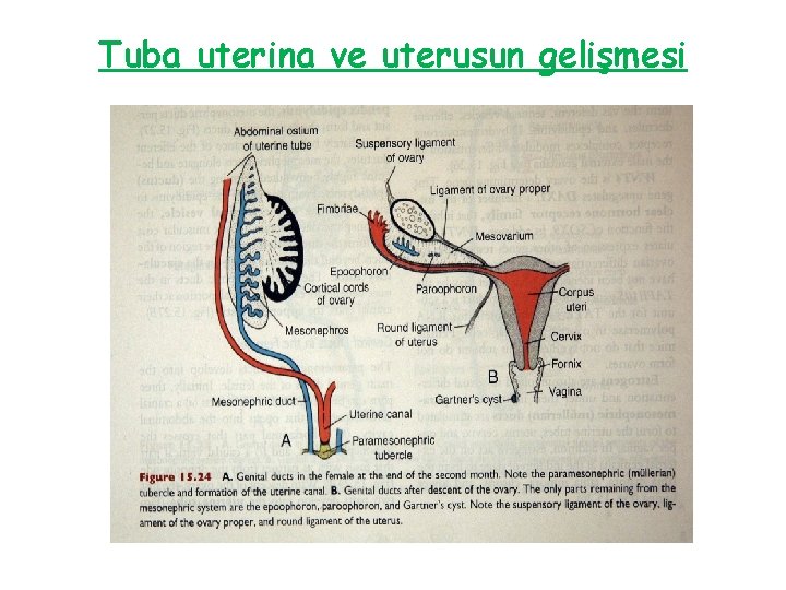 Tuba uterina ve uterusun gelişmesi 