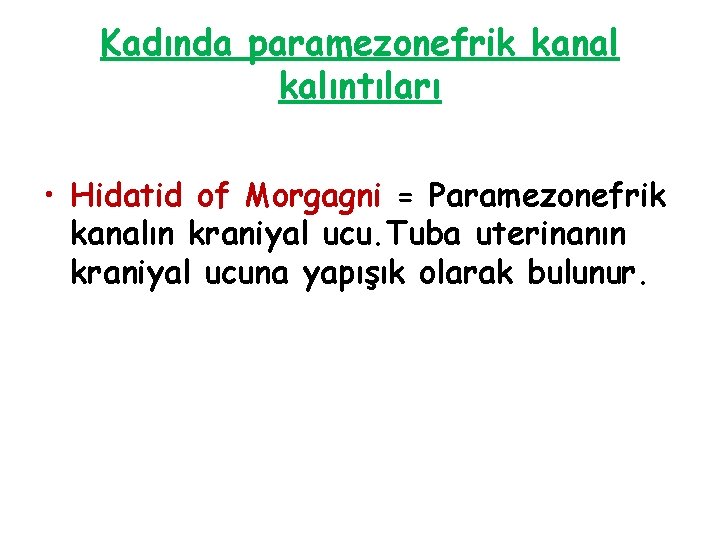 Kadında paramezonefrik kanal kalıntıları • Hidatid of Morgagni = Paramezonefrik kanalın kraniyal ucu. Tuba