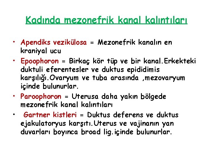 Kadında mezonefrik kanal kalıntıları • Apendiks vezikülosa = Mezonefrik kanalın en kraniyal ucu •