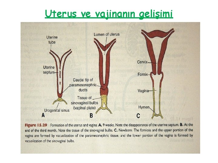 Uterus ve vajinanın gelişimi 
