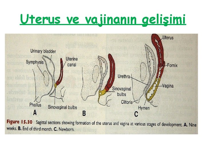 Uterus ve vajinanın gelişimi 