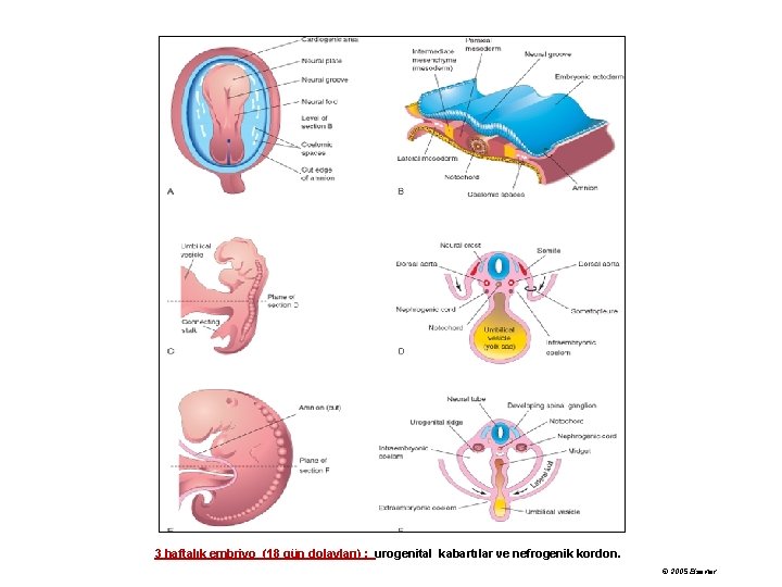 3 haftalık embriyo (18 gün dolayları) : urogenital kabartılar ve nefrogenik kordon. © 2005