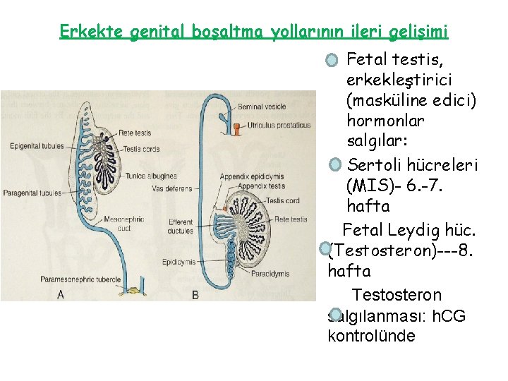 Erkekte genital boşaltma yollarının ileri gelişimi • Fetal testis, erkekleştirici (masküline edici) hormonlar salgılar: