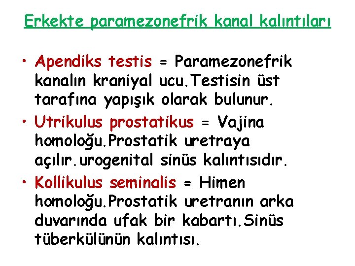 Erkekte paramezonefrik kanal kalıntıları • Apendiks testis = Paramezonefrik kanalın kraniyal ucu. Testisin üst