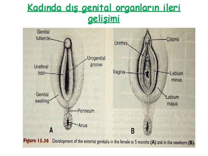 Kadında dış genital organların ileri gelişimi 