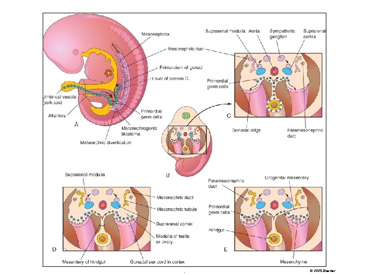 © 2005 Elsevier . 