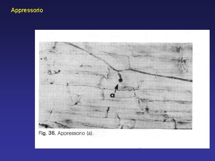 Appressorio Appressorio