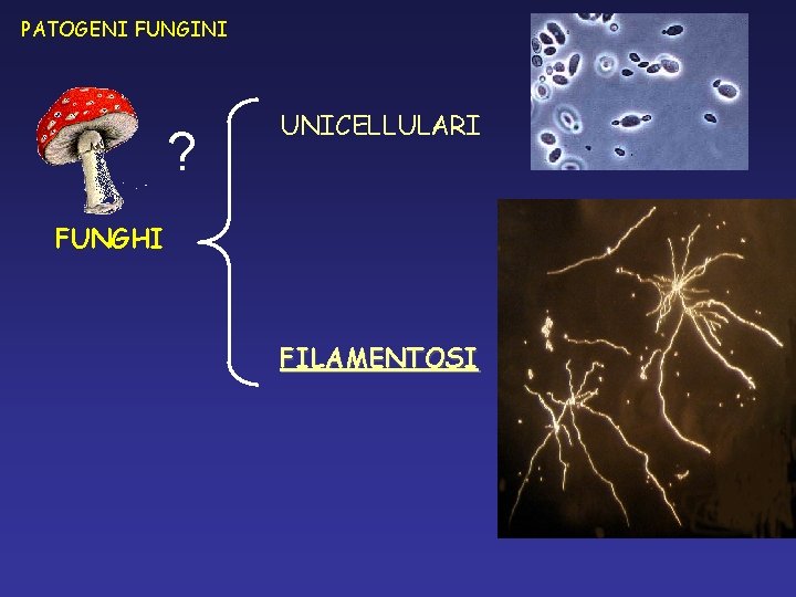 PATOGENI FUNGINI ? UNICELLULARI FUNGHI FILAMENTOSI PATOGENI FUNGINI ? UNICELLULARI FUNGHI FILAMENTOSI
