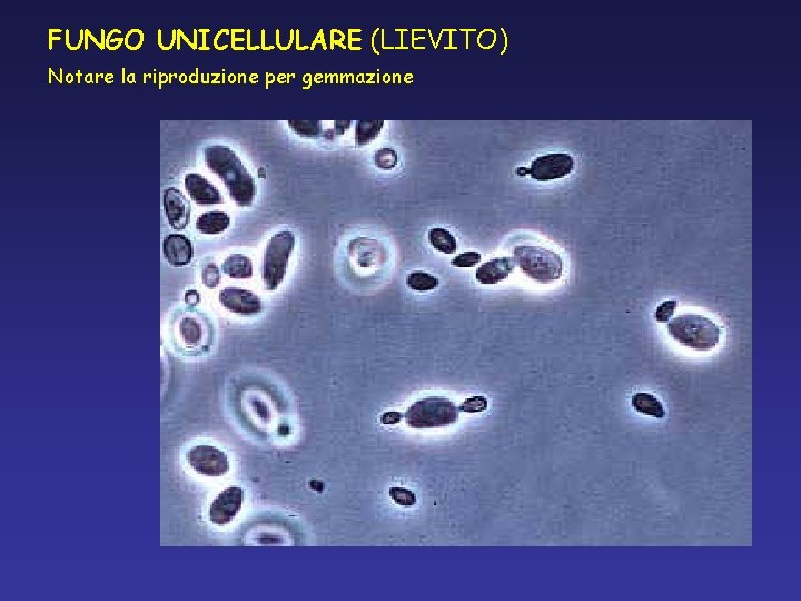 FUNGO UNICELLULARE (LIEVITO) Notare la riproduzione per gemmazione FUNGO UNICELLULARE (LIEVITO) Notare la riproduzione per gemmazione