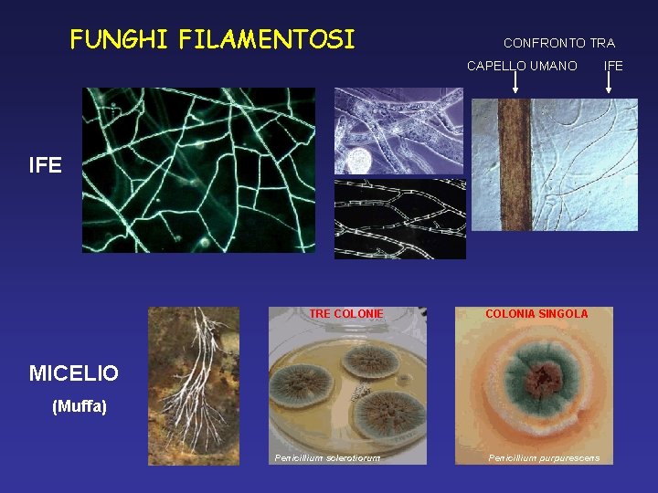 FUNGHI FILAMENTOSI CONFRONTO TRA CAPELLO UMANO IFE TRE COLONIA SINGOLA MICELIO (Muffa) Penicillium sclerotiorum FUNGHI FILAMENTOSI CONFRONTO TRA CAPELLO UMANO IFE TRE COLONIA SINGOLA MICELIO (Muffa) Penicillium sclerotiorum