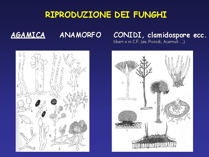 RIPRODUZIONE DEI FUNGHI AGAMICA ANAMORFO CONIDI, clamidospore ecc. liberi o in C. F. (es. RIPRODUZIONE DEI FUNGHI AGAMICA ANAMORFO CONIDI, clamidospore ecc. liberi o in C. F. (es.