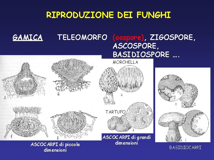 RIPRODUZIONE DEI FUNGHI GAMICA TELEOMORFO (oospore), ZIGOSPORE, ASCOSPORE, BASIDIOSPORE …. MORCHELLA TARTUFO ASCOCARPI di RIPRODUZIONE DEI FUNGHI GAMICA TELEOMORFO (oospore), ZIGOSPORE, ASCOSPORE, BASIDIOSPORE …. MORCHELLA TARTUFO ASCOCARPI di