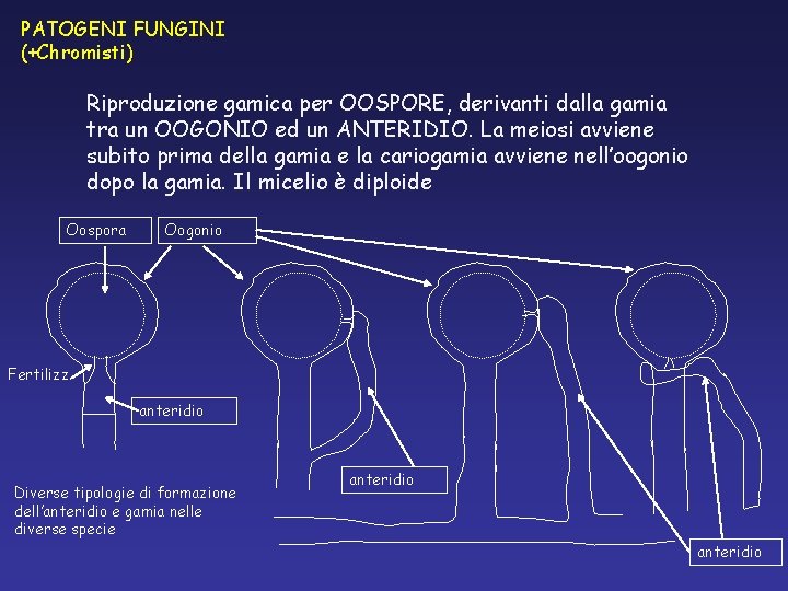 PATOGENI FUNGINI (+Chromisti) Riproduzione gamica per OOSPORE, derivanti dalla gamia tra un OOGONIO ed PATOGENI FUNGINI (+Chromisti) Riproduzione gamica per OOSPORE, derivanti dalla gamia tra un OOGONIO ed