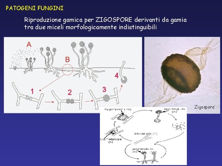 PATOGENI FUNGINI Riproduzione gamica per ZIGOSPORE derivanti da gamia tra due miceli morfologicamente indistinguibili PATOGENI FUNGINI Riproduzione gamica per ZIGOSPORE derivanti da gamia tra due miceli morfologicamente indistinguibili