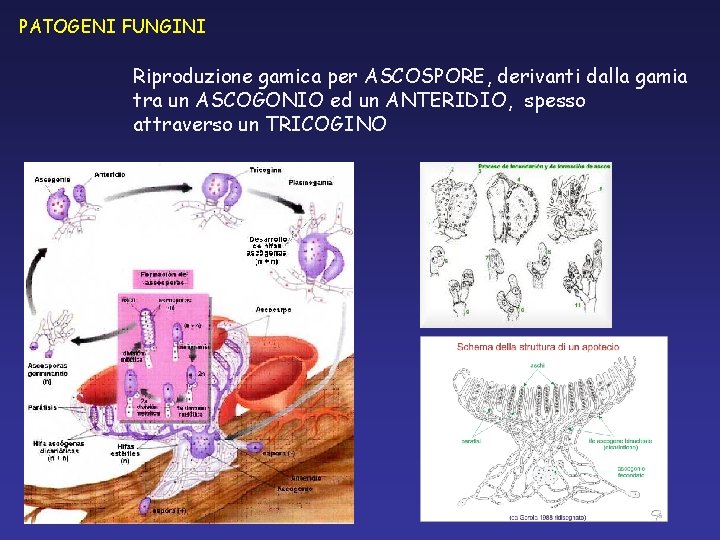 PATOGENI FUNGINI Riproduzione gamica per ASCOSPORE, derivanti dalla gamia tra un ASCOGONIO ed un PATOGENI FUNGINI Riproduzione gamica per ASCOSPORE, derivanti dalla gamia tra un ASCOGONIO ed un