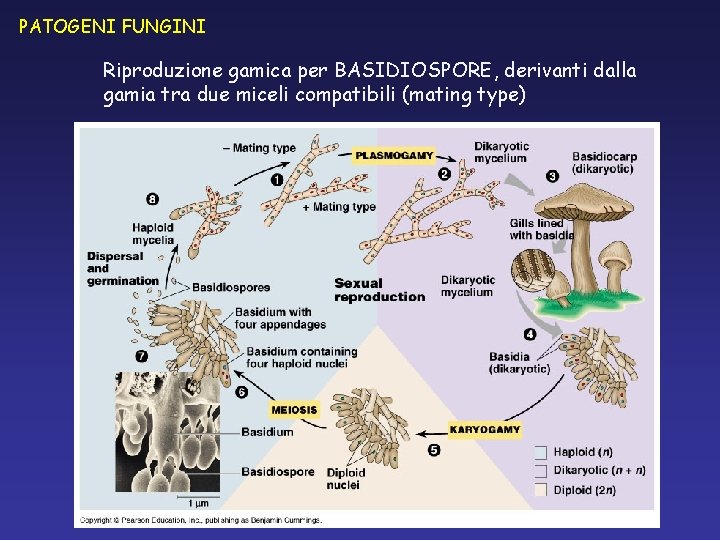 PATOGENI FUNGINI Riproduzione gamica per BASIDIOSPORE, derivanti dalla gamia tra due miceli compatibili (mating PATOGENI FUNGINI Riproduzione gamica per BASIDIOSPORE, derivanti dalla gamia tra due miceli compatibili (mating