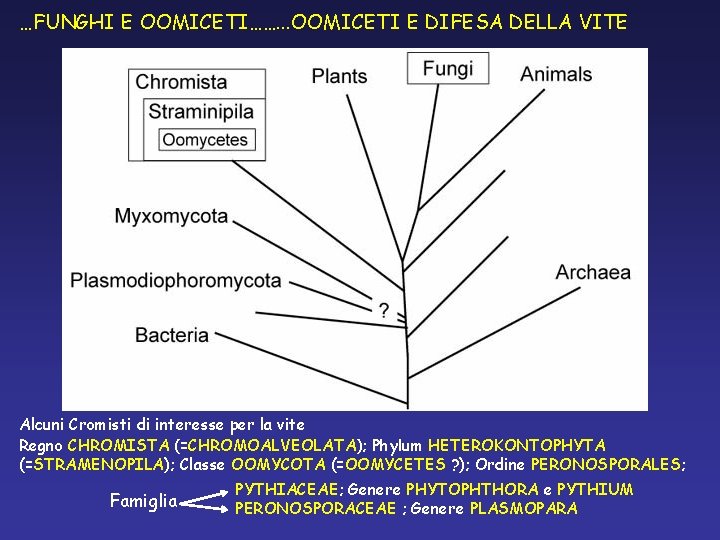 …FUNGHI E OOMICETI……. . . OOMICETI E DIFESA DELLA VITE Alcuni Cromisti di interesse …FUNGHI E OOMICETI……. . . OOMICETI E DIFESA DELLA VITE Alcuni Cromisti di interesse
