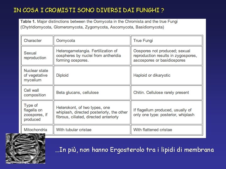 IN COSA I CROMISTI SONO DIVERSI DAI FUNGHI ? …In più, non hanno Ergosterolo IN COSA I CROMISTI SONO DIVERSI DAI FUNGHI ? …In più, non hanno Ergosterolo
