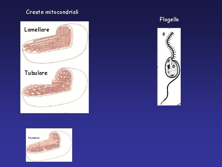 Creste mitocondriali Lamellare Tubulare Prismatiche Flagello Creste mitocondriali Lamellare Tubulare Prismatiche Flagello