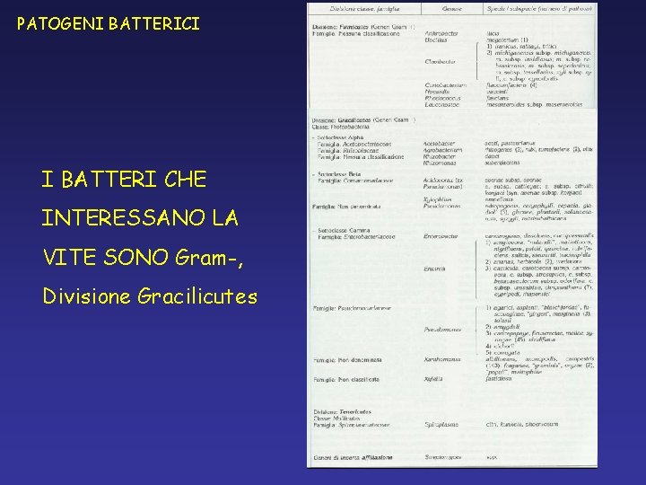 PATOGENI BATTERICI I BATTERI CHE INTERESSANO LA VITE SONO Gram-, Divisione Gracilicutes PATOGENI BATTERICI I BATTERI CHE INTERESSANO LA VITE SONO Gram-, Divisione Gracilicutes