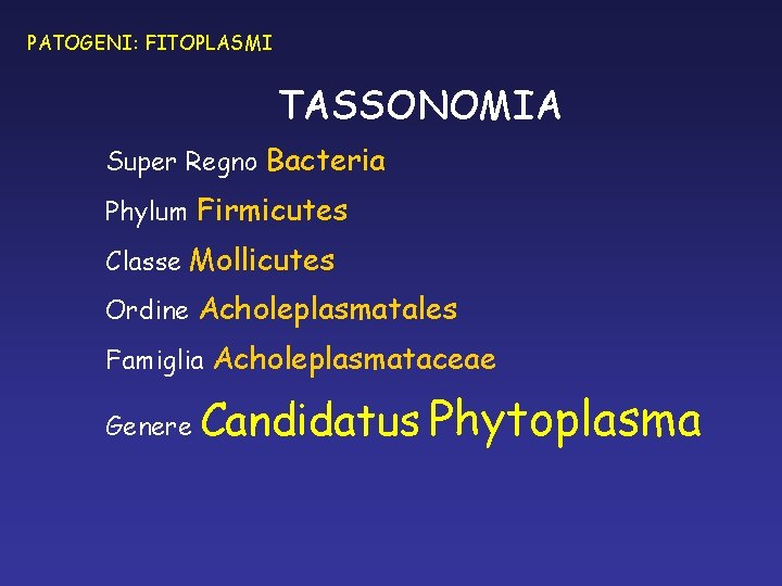 PATOGENI: FITOPLASMI TASSONOMIA Super Regno Bacteria Phylum Firmicutes Classe Mollicutes Ordine Acholeplasmatales Famiglia Acholeplasmataceae PATOGENI: FITOPLASMI TASSONOMIA Super Regno Bacteria Phylum Firmicutes Classe Mollicutes Ordine Acholeplasmatales Famiglia Acholeplasmataceae