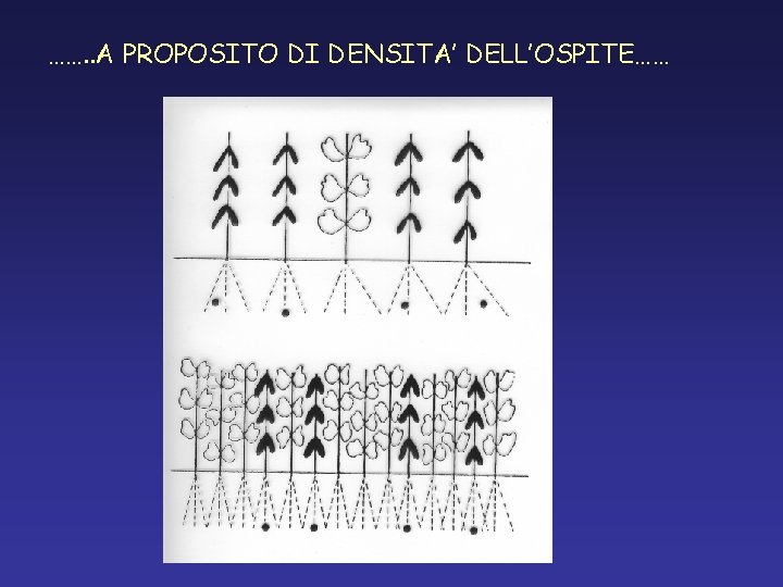 ……. . A PROPOSITO DI DENSITA’ DELL’OSPITE…… ……. . A PROPOSITO DI DENSITA’ DELL’OSPITE……