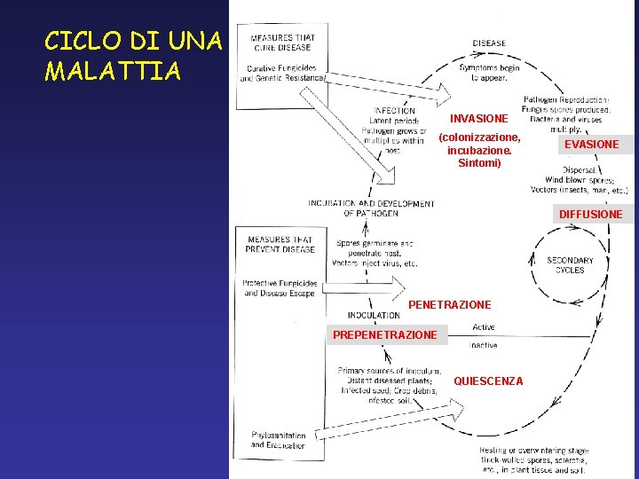 CICLO DI UNA MALATTIA INVASIONE (colonizzazione, incubazione. Sintomi) EVASIONE DIFFUSIONE PENETRAZIONE PREPENETRAZIONE QUIESCENZA CICLO DI UNA MALATTIA INVASIONE (colonizzazione, incubazione. Sintomi) EVASIONE DIFFUSIONE PENETRAZIONE PREPENETRAZIONE QUIESCENZA