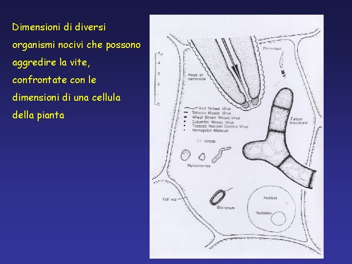 Dimensioni di diversi organismi nocivi che possono aggredire la vite, confrontate con le dimensioni Dimensioni di diversi organismi nocivi che possono aggredire la vite, confrontate con le dimensioni
