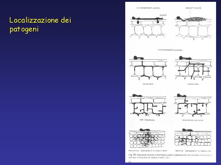 Localizzazione dei patogeni Localizzazione dei patogeni