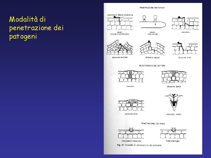 Modalità di penetrazione dei patogeni Modalità di penetrazione dei patogeni