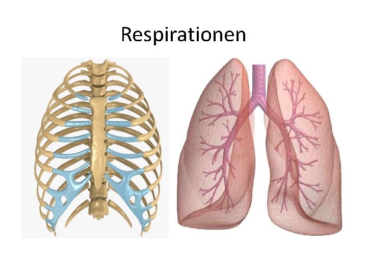 Respirationen 