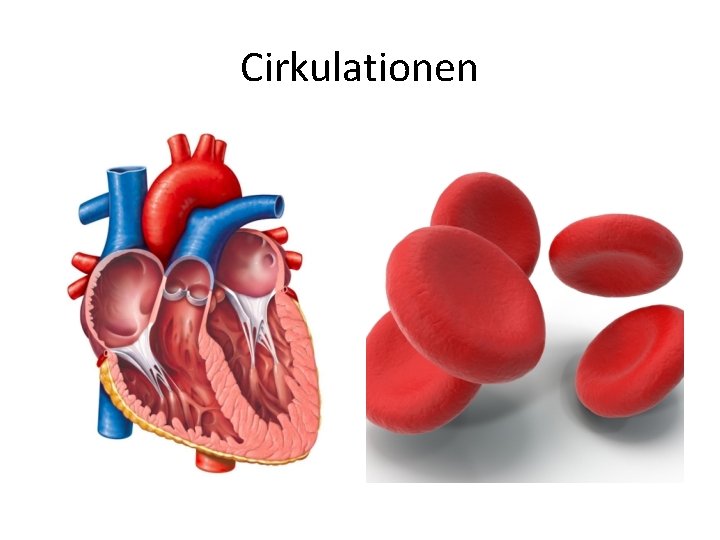 Cirkulationen 