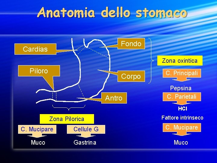 Anatomia dello stomaco Fondo Cardias Zona oxintica Piloro Corpo Antro C. Principali Pepsina C.