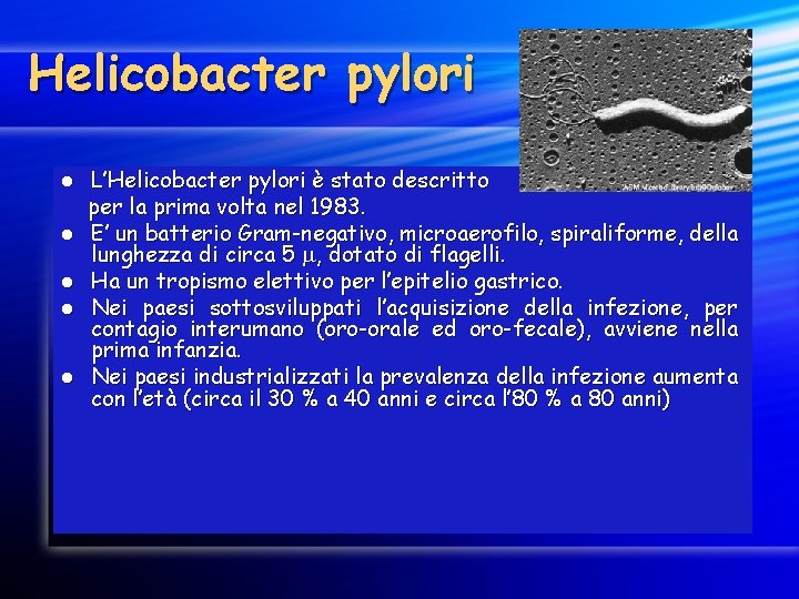 Helicobacter pylori l l l L’Helicobacter pylori è stato descritto per la prima volta