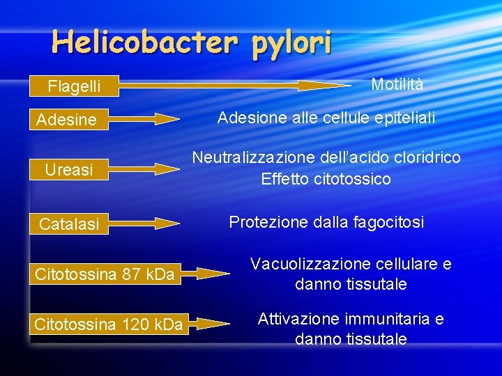 Helicobacter pylori Flagelli Motilità Adesine Adesione alle cellule epiteliali Ureasi Neutralizzazione dell’acido cloridrico Effetto