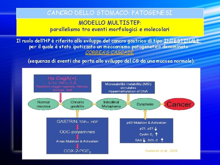 CANCRO DELLO STOMACO: PATOGENESI MODELLO MULTISTEP: parallelismo tra eventi morfologici e molecolari Il ruolo