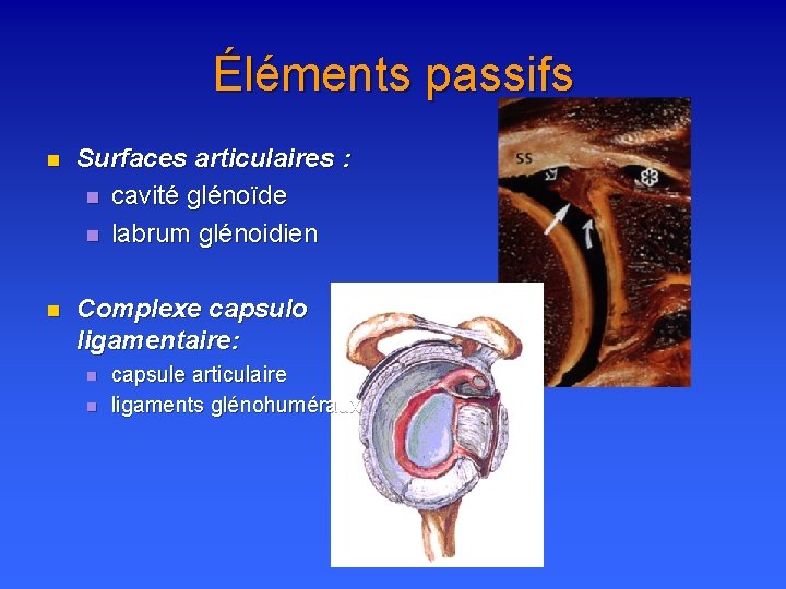 Éléments passifs n Surfaces articulaires : n cavité glénoïde n labrum glénoidien n Complexe