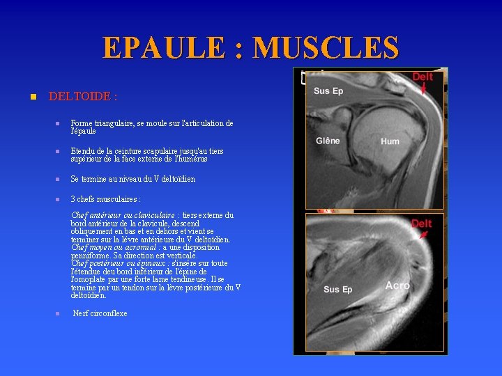 EPAULE : MUSCLES n DELTOIDE : n Forme triangulaire, se moule sur l'articulation de