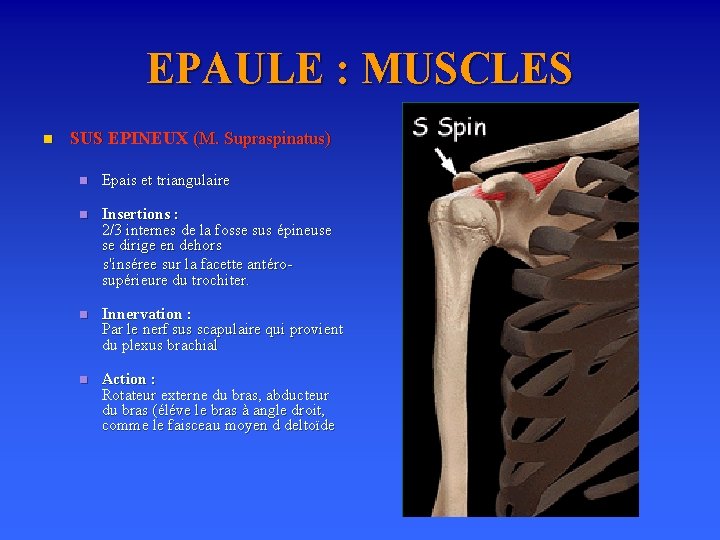 EPAULE : MUSCLES n SUS EPINEUX (M. Supraspinatus) n Epais et triangulaire Insertions :