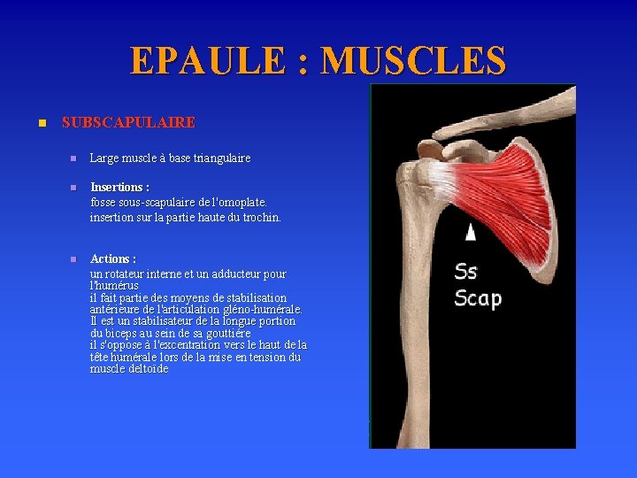 EPAULE : MUSCLES n SUBSCAPULAIRE n Large muscle à base triangulaire n Insertions :