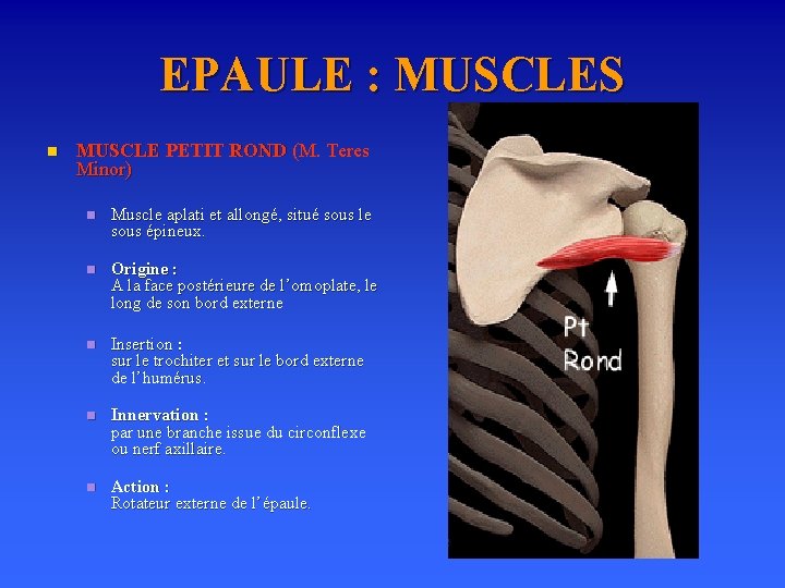 EPAULE : MUSCLES n MUSCLE PETIT ROND (M. Teres Minor) n Muscle aplati et