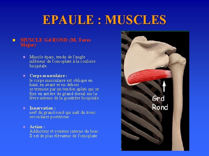 EPAULE : MUSCLES n MUSCLE Gd ROND (M. Teres Major) n Muscle épais, tendu