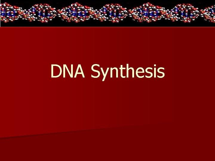 Dna Synhesis DNA Synthesis n When must DNA remake itself
