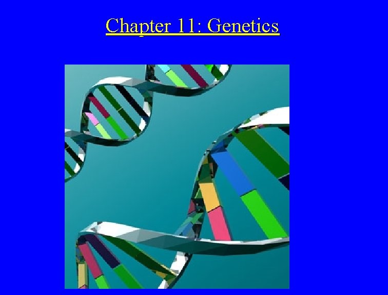 Chapter 11: Genetics 