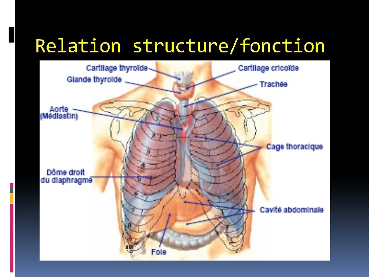 Relation structure/fonction Appareil ventilatoire 