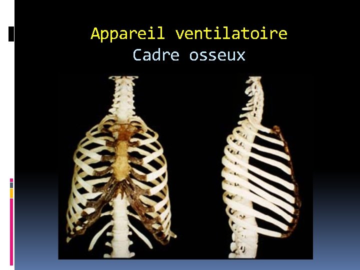 Appareil ventilatoire Cadre osseux 