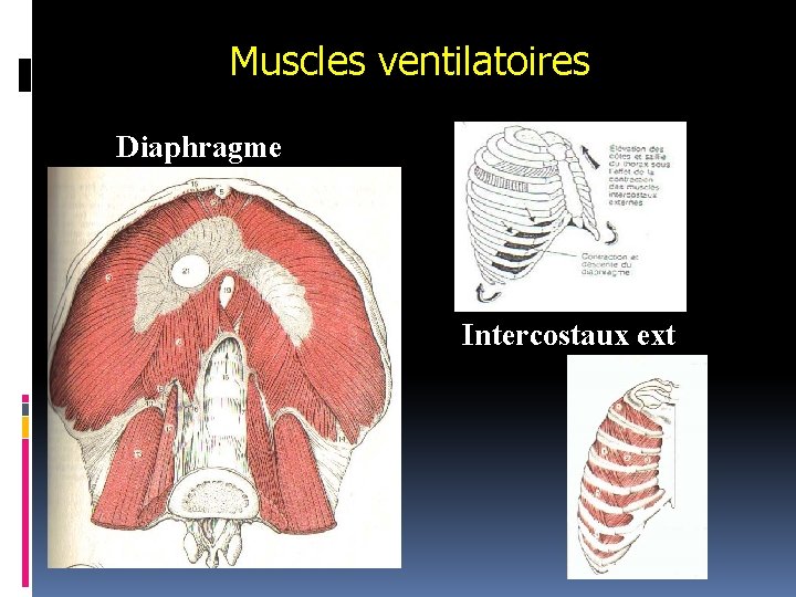 Muscles ventilatoires Diaphragme Intercostaux ext 