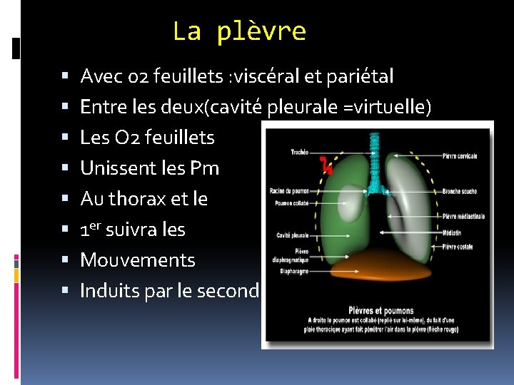 La plèvre Avec 02 feuillets : viscéral et pariétal Entre les deux(cavité pleurale =virtuelle)