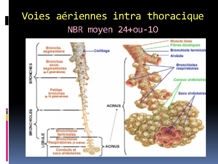 Voies aériennes intra thoracique NBR moyen 24+ou-1 O 