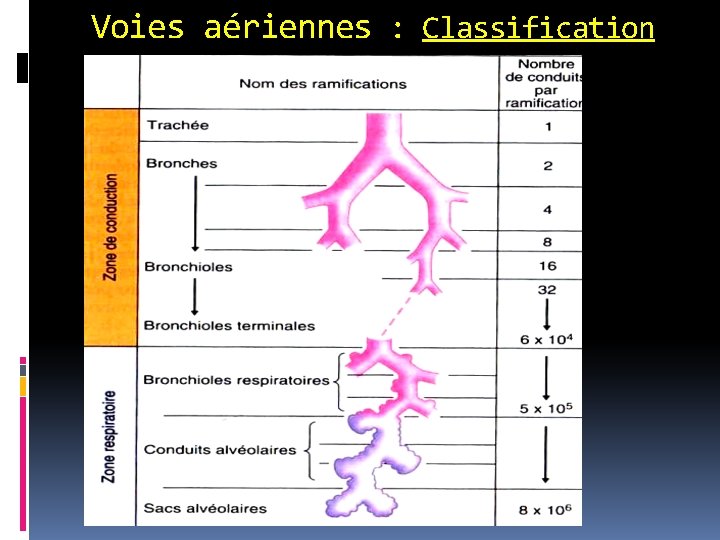 Voies aériennes : Classification 